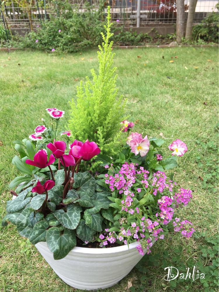 アリッサムの投稿画像 By Dahliaさん 小さな庭とナデシコとビオラと秋の寄せ植えフォトコンテストと花のある暮らしとガーデニングと寄せ植え とガーデンシクラメンと秋の寄せ植えフォトコンテストと花のある暮らしとガーデニングと寄せ植え 16月10月31日 Greensnap