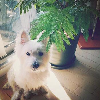 ウェスティの投稿画像一覧 Greensnap グリーンスナップ