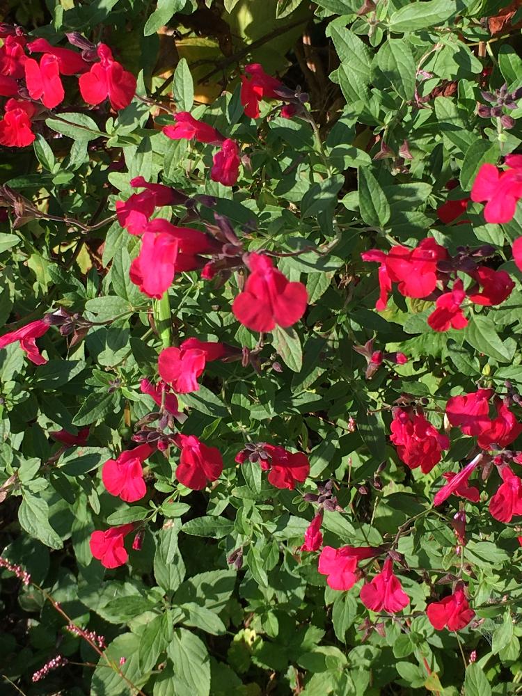 お出かけ先の投稿画像 By Mukuさん 小さい花と赤い花と小さい花と赤い花 16月11月2日 Greensnap グリーンスナップ Greensnap グリーンスナップ