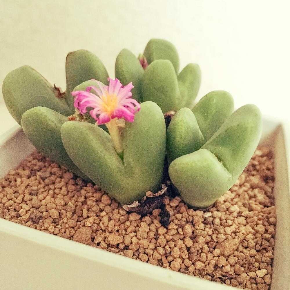 コノフィツム 自分育っているコノフィツム 記録写真 コノフィツム 自分育っているコノフィツム 記録写真