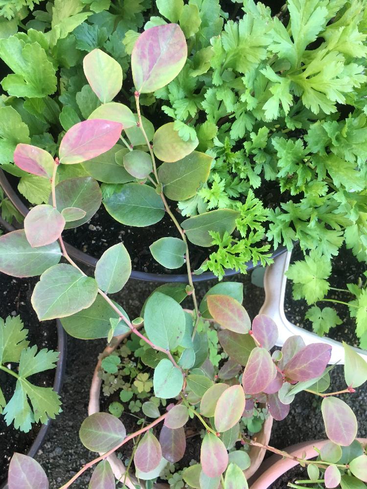 鉢植えブルーベリーの投稿画像 By わかめさん 葉っぱ好き と葉っぱのある暮らしと今朝の一枚 16月11月3日 Greensnap グリーンスナップ