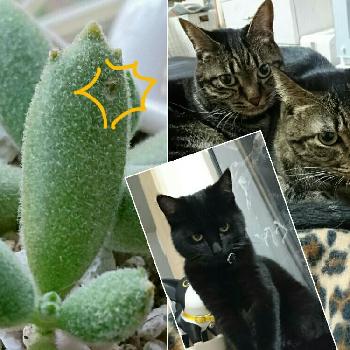 猫と葉っぱ☆の画像 by ☆tantan☆さん | 窓辺と多肉植物と猫と葉っぱ☆と猫って…と猫とグリーン❤とやられた～(ToT)と猫とグリーンの共存とかわいい❤