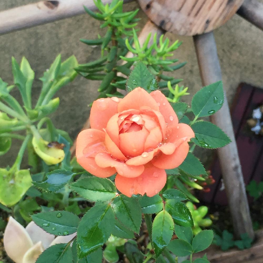 ミニバラ テディベアの投稿画像 By Eriさん 今日の一枚と今日のお花と我が家の花壇と自己流と記録としてとバラの地植えとバラを楽しむとええよええよと咲いた 16月11月5日 Greensnap グリーンスナップ