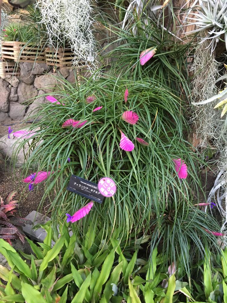 チランジア キアネアの投稿画像 By てんさん エアプランツと咲くやこの花館とチランジア属 16月11月5日 Greensnap グリーンスナップ