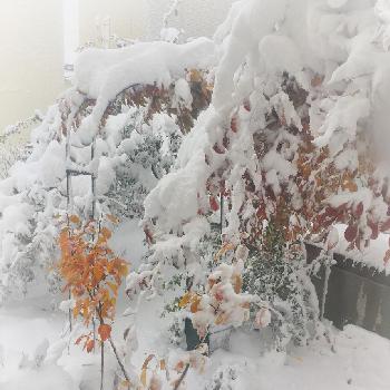 我が家の庭木❢の画像 by aomiさん | 小さな庭と我が家の庭木❢とわが家の庭❢と雪❄とナチュラルスタイル