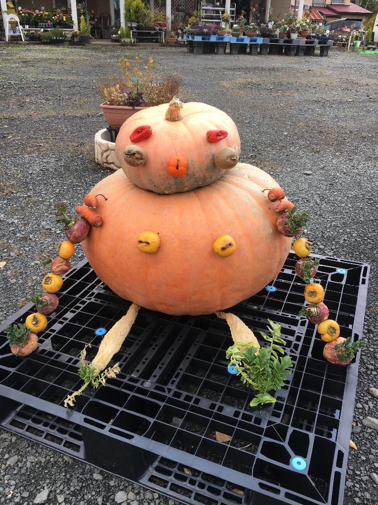 かぼちゃの投稿画像 By もちもちさん 植物のある暮らしとおもしろいと週末ガーデナーと植中毒と今日の一枚と冬野菜とお花屋さん 16月11月6日 Greensnap グリーンスナップ