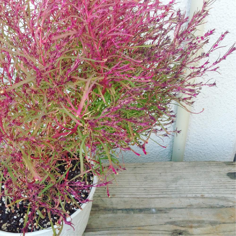 コキアの投稿画像 By Hittonさん バルコニー ベランダと観葉植物と植物のある暮らしと今日の一枚と冬 には真っ赤と葉っぱ派とig Hitorururuと観葉植物と植物のある暮らしと今日の一枚と冬には真っ赤と葉っぱ派とig Hitorururu 16月11月7日 Greensnap グリーン