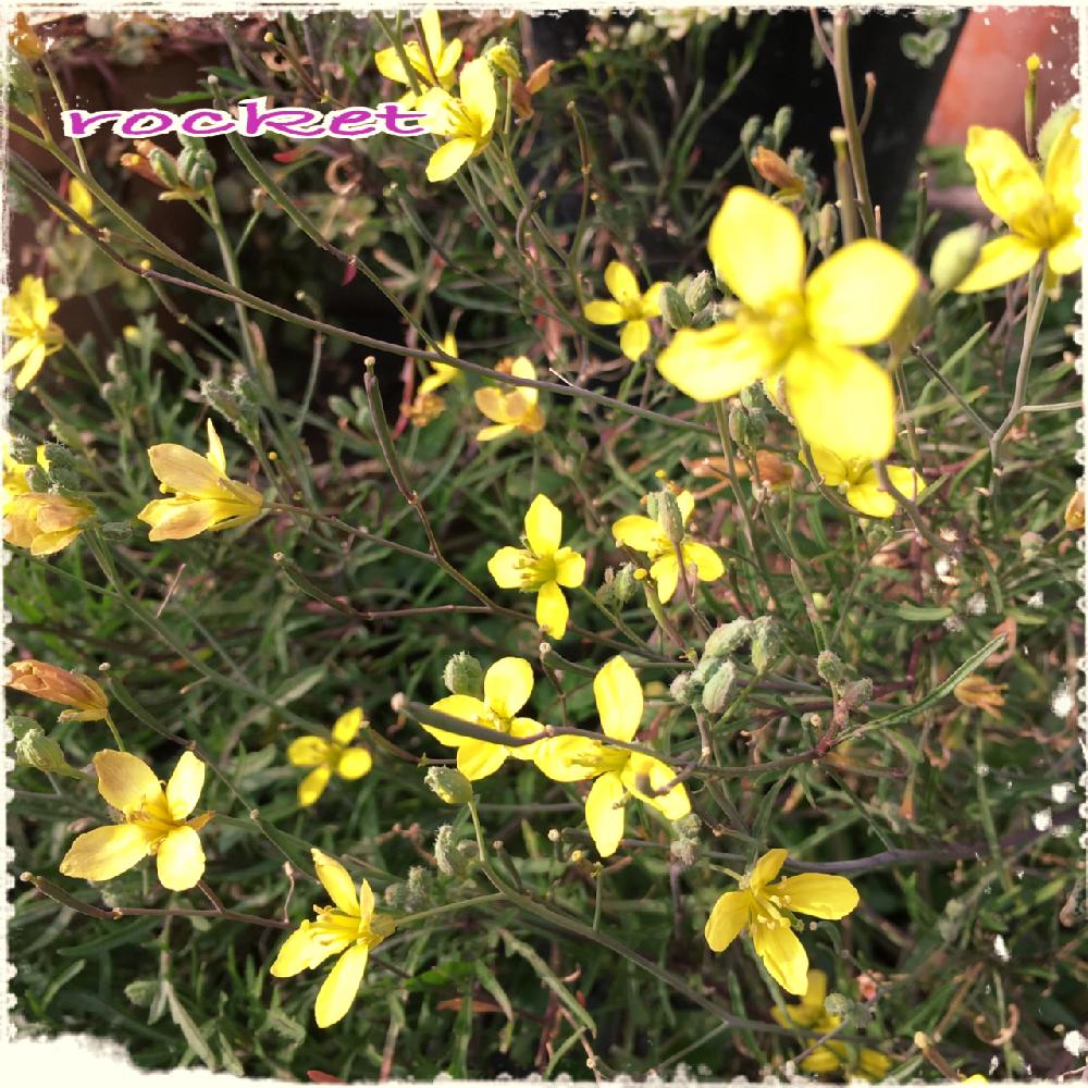 ルッコラの投稿画像 By Mi Juさん ロケットと食べられる植物のフォトコンテストと花を食べると今日の一枚 16月11月7日 Greensnap グリーンスナップ