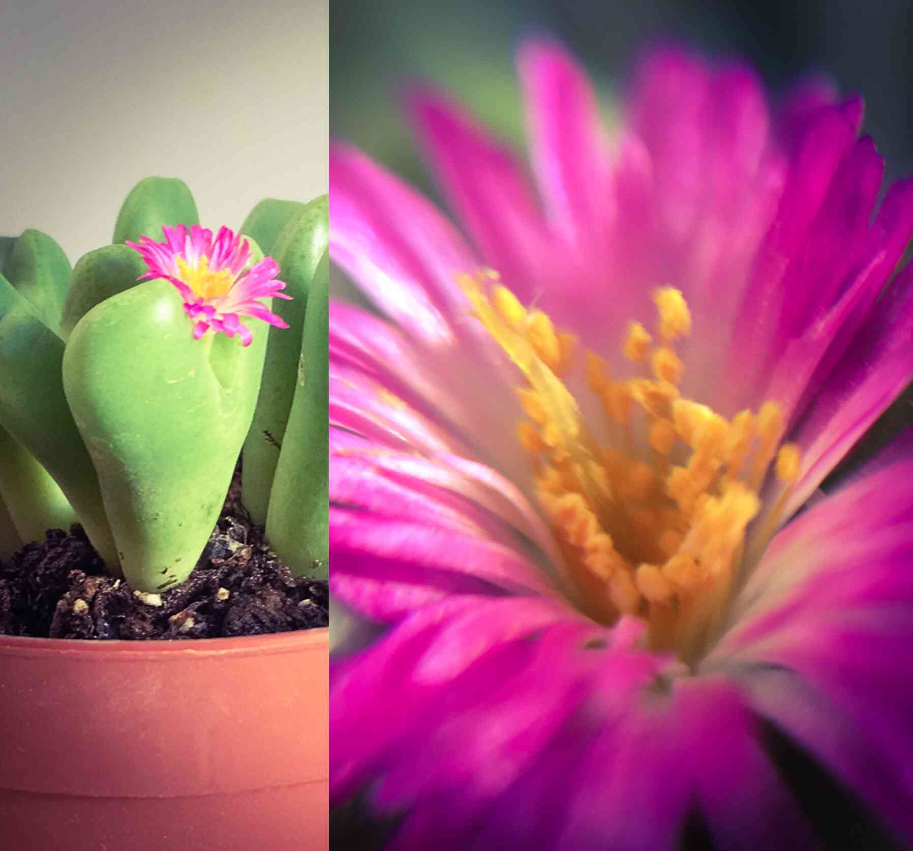 コノフィツムの脱皮記録｜🍀GreenSnap（グリーンスナップ）