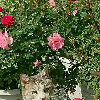 猫と葉っぱ☆の画像 by ☆tantan☆さん | 小さな庭と私のバラ✨✨✨と猫と葉っぱ☆と面白い❗と猫愛❤とかわいい❤