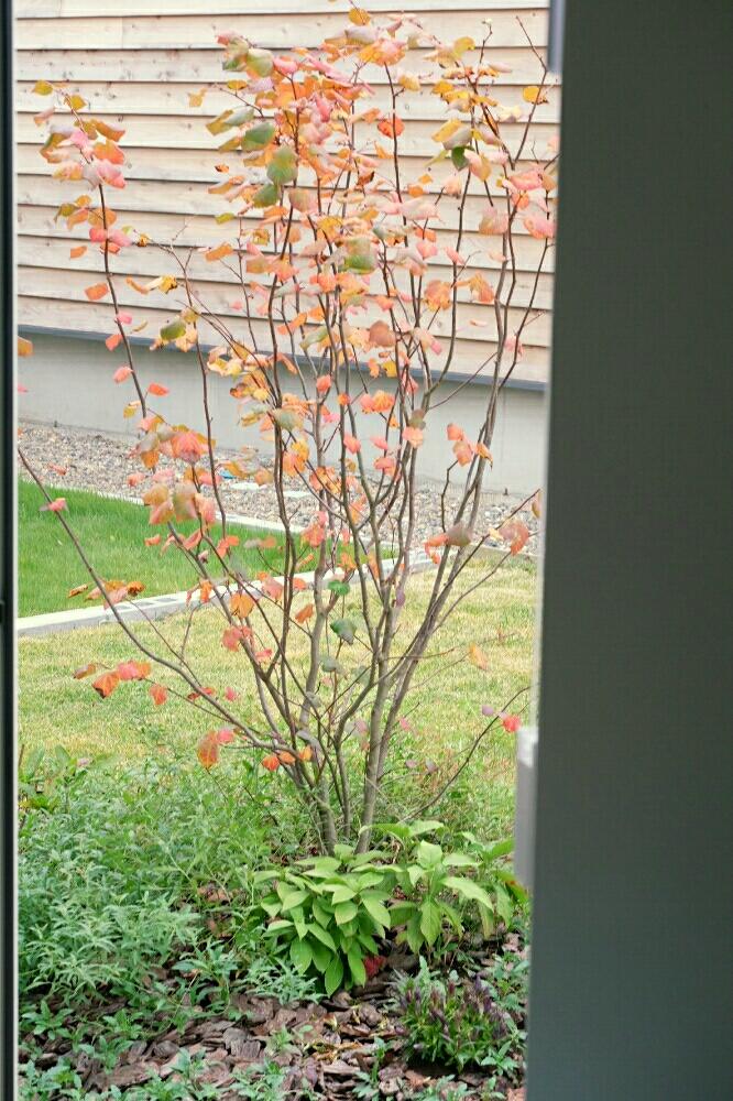 アジサイの投稿画像 By Ricefishさん マルバノキとシンボルツリーと今日の一枚と紅葉 こうよう と庭の木と秋を楽しむと落葉樹と雑木の庭 16月11月10日 Greensnap グリーンスナップ