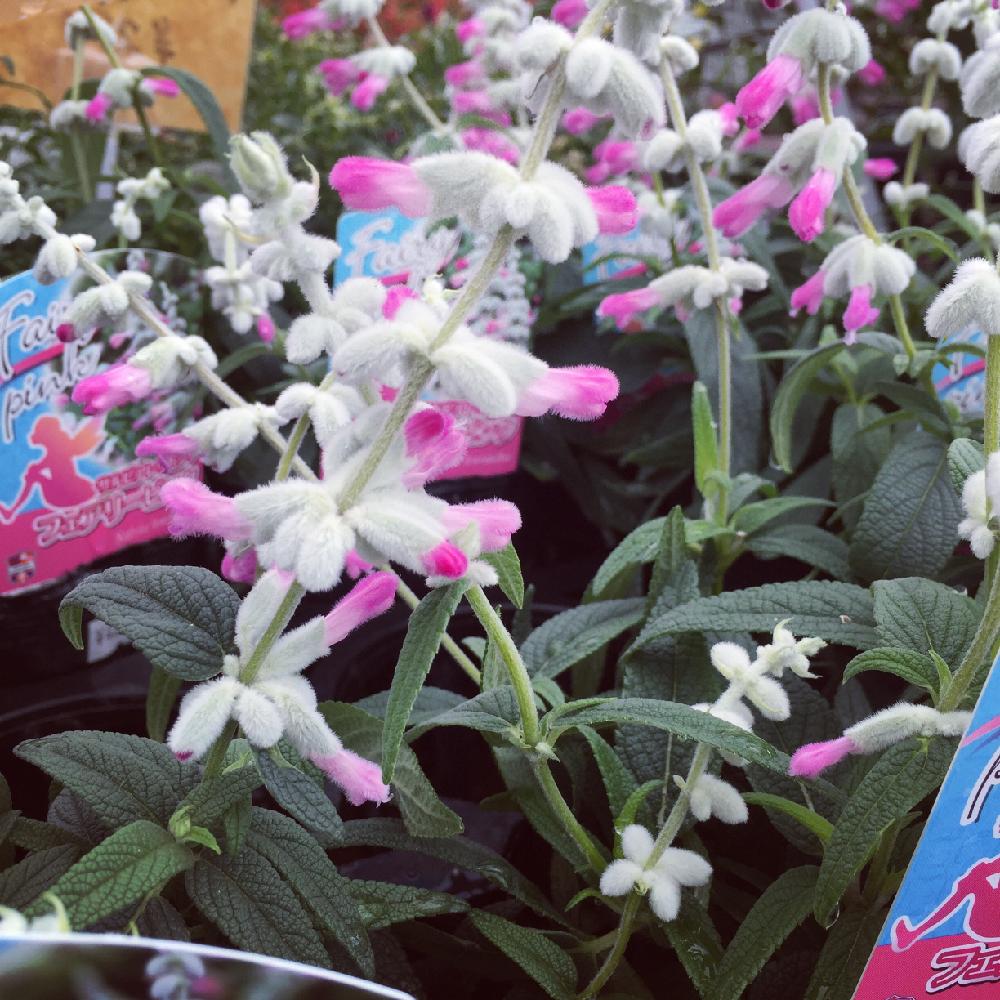 サルビアレウカンサ フェアリーピンクの投稿画像 By Green Soilさん 小さな庭と今日のお花と今日の一枚とガーデニングと花のある暮らしと今日のお花と今日の一枚とガーデニングと花のある暮らし 16月11月11日 Greensnap グリーンスナップ Greensnap