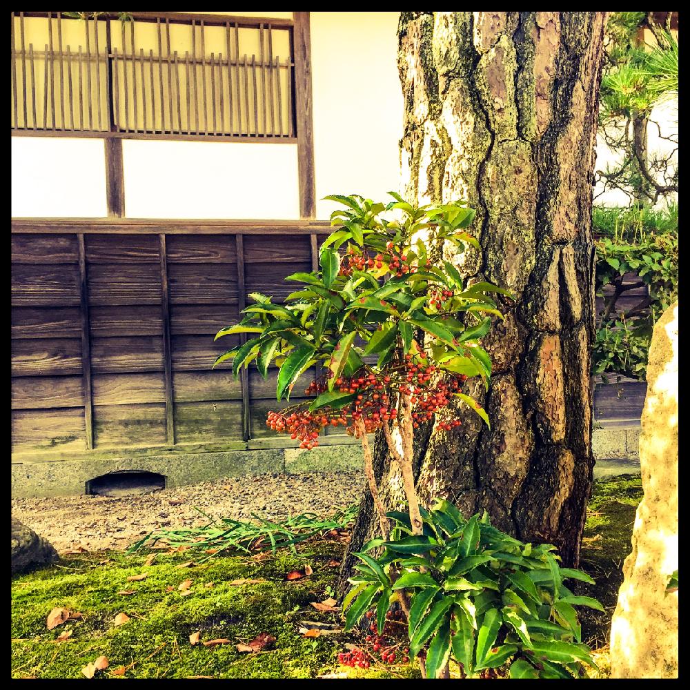 マンリョウの投稿画像 By 池さん 樹木と日本庭園とps Expressと古典園芸植物と伝統園芸植物と盆栽 16月11月13日 Greensnap グリーンスナップ