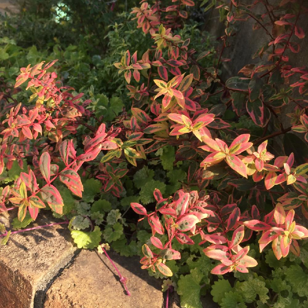 エントランスの投稿画像 By Tam Tam さん 今日の一枚と綺麗な紅葉と我が家の花壇と自己流と記録としてと常緑低木とええよええよと三色ヒペリカム と今日の一枚と綺麗な紅葉と我が家の花壇と自己流と記録としてと常緑低木とええよええよ 16月11月13日 Greensnap
