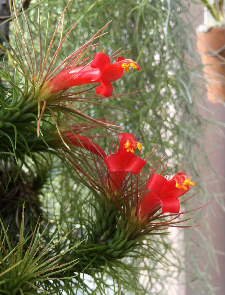 チランジア フンキアナの投稿画像 By ミモ3さん 原種とチランジア属と赤い花とチランジアフンキアナと成長記録とチランジアの花とフォトジェニックとエアープランツ チランジアと咲いた 16月11月13日 Greensnap グリーンスナップ