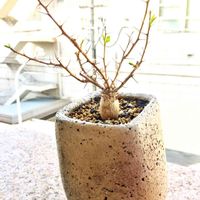フォークイエリア コルムナリス,多肉植物,コーデックス,暴れ多肉,今日の一枚の画像