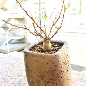 フォークイエリア コルムナリス,多肉植物,コーデックス,暴れ多肉,今日の一枚の画像