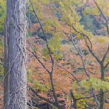 それぞれの秋の画像 by ＆Buyakunさん | お出かけ先と秋川散策とそれぞれの秋と自然大好きと晴れの東京