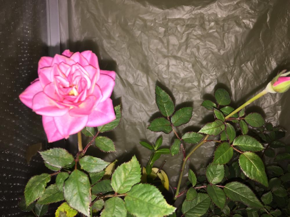 ミニバラの投稿画像 By 405 さん 今日の一枚と今日のお花と復活植物と冬越し とバラを楽しむと咲いた 16月11月13日 Greensnap グリーンスナップ