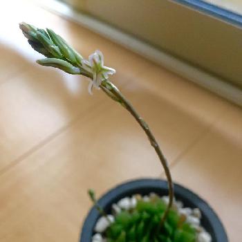 あみすけのアルバム Greensnap グリーンスナップ