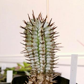 宇田ホリダ ゼブラの投稿画像一覧 Greensnap グリーンスナップ