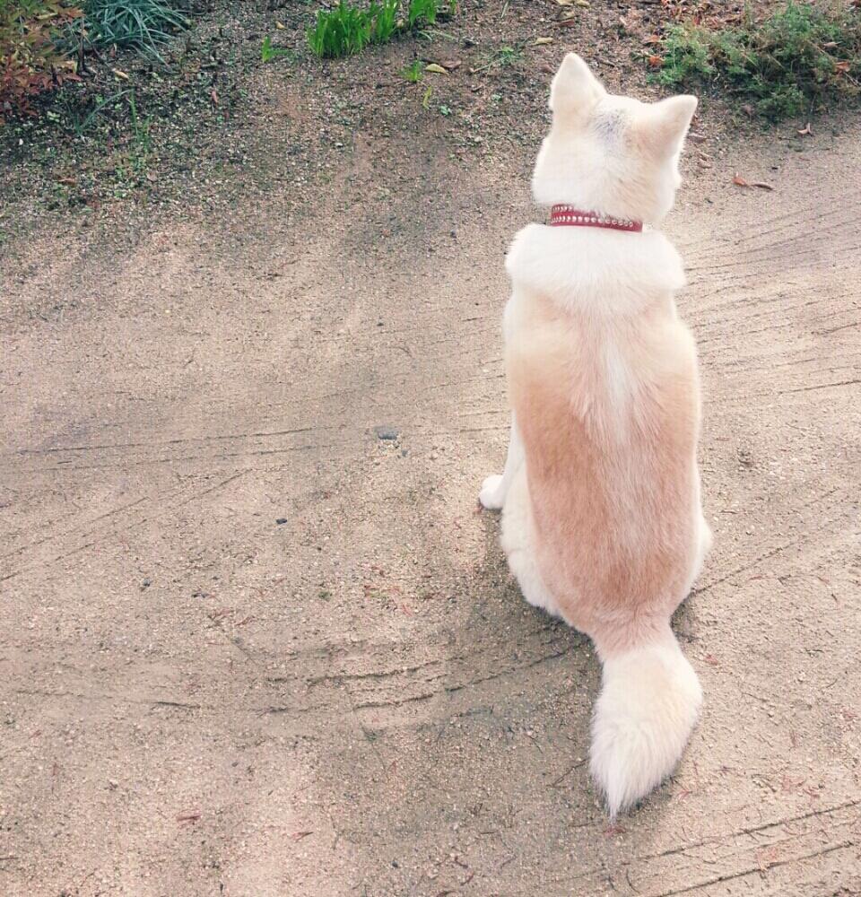 秋田犬の投稿画像 By エリーさん 広い庭と我が家のペットと我が家のペット 16月11月15日 Greensnap グリーンスナップ Greensnap グリーンスナップ