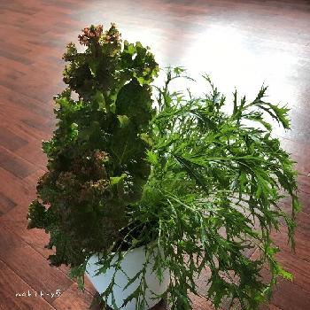 野菜寄せ植えの投稿画像一覧 Greensnap グリーンスナップ 野菜寄せ植えの投稿画像一覧 Greensnap グリーンスナップ
