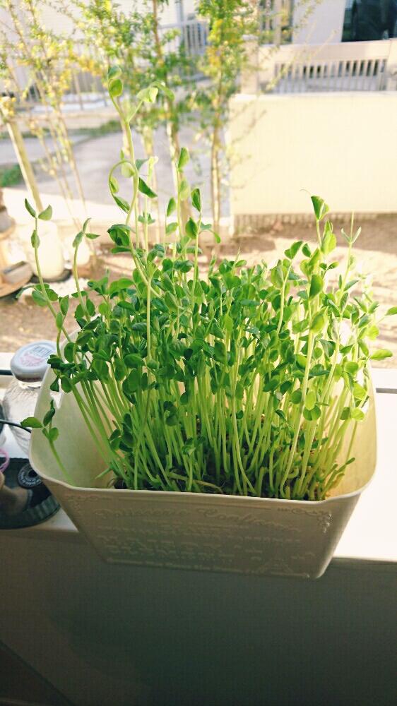 豆苗の投稿画像 By 鬼嫁さん 家庭栽培と伸びてきた と何だかかわいいと今日の一枚と水耕栽培と食べられる植物のフォトコンテストと秋晴れとかわいいと 100均プランターと食べるグリーンと携帯カメラとカメラ好き 16月11月16日 Greensnap グリーンスナップ