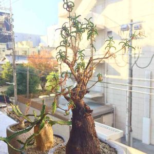 メストクレマ アルボリフォルメ,多肉植物,コーデックス,暴れ多肉,今日の一枚の画像