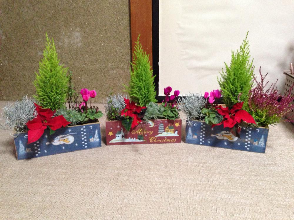 クリスマス寄せ植えの投稿画像 By ふーみんさん 今日のお花と今日の一枚と寄せ植え 16月11月16日 Greensnap グリーンスナップ