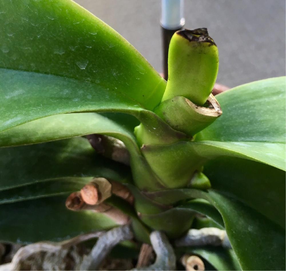 Phal Fortune Saltzmanの投稿画像 By ミモ3さん 着生植物とごめんねと葉焼けと着生ランとラン科とorchidと胡蝶蘭 フォーチュンザルツマンと焦げたとphalaenopsisと洋ランと成長記録と根っこフェチ 16月11月17日 Greensnap グリーンスナップ Phal Fortune Saltzmanの投稿画像 By ミモ3さん 着生植物とごめんねと葉焼けと着生ランとラン科とorchidと胡蝶蘭 フォーチュンザルツマンと焦げたとphalaenopsisと洋ランと成長記録と根っこフェチ 16月11月17日 Greensnap グリーンスナップ