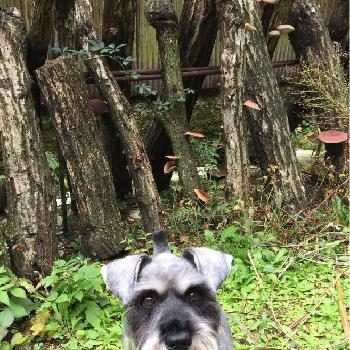 ミニチュアシュナウザーの投稿画像一覧｜🍀GreenSnap（グリーンスナップ）