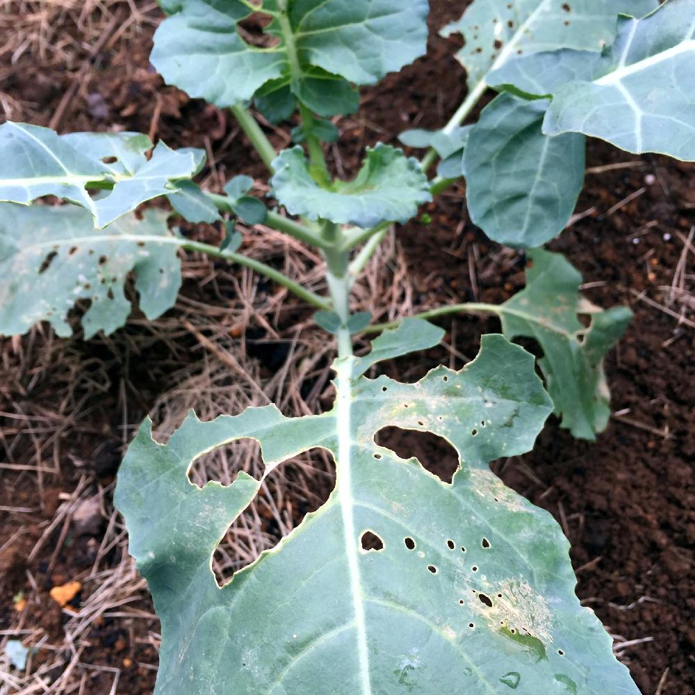 ブロッコリーの投稿画像 By Hope Of Seedsさん 雨上がりと家庭菜園と野菜苗とナチュラルガーデンとブロッコリー苗と今日の一枚と日陰と虫食いの 葉とブロッコリーの葉と庭植えと夏野菜と雨の日 16月11月21日 Greensnap グリーンスナップ