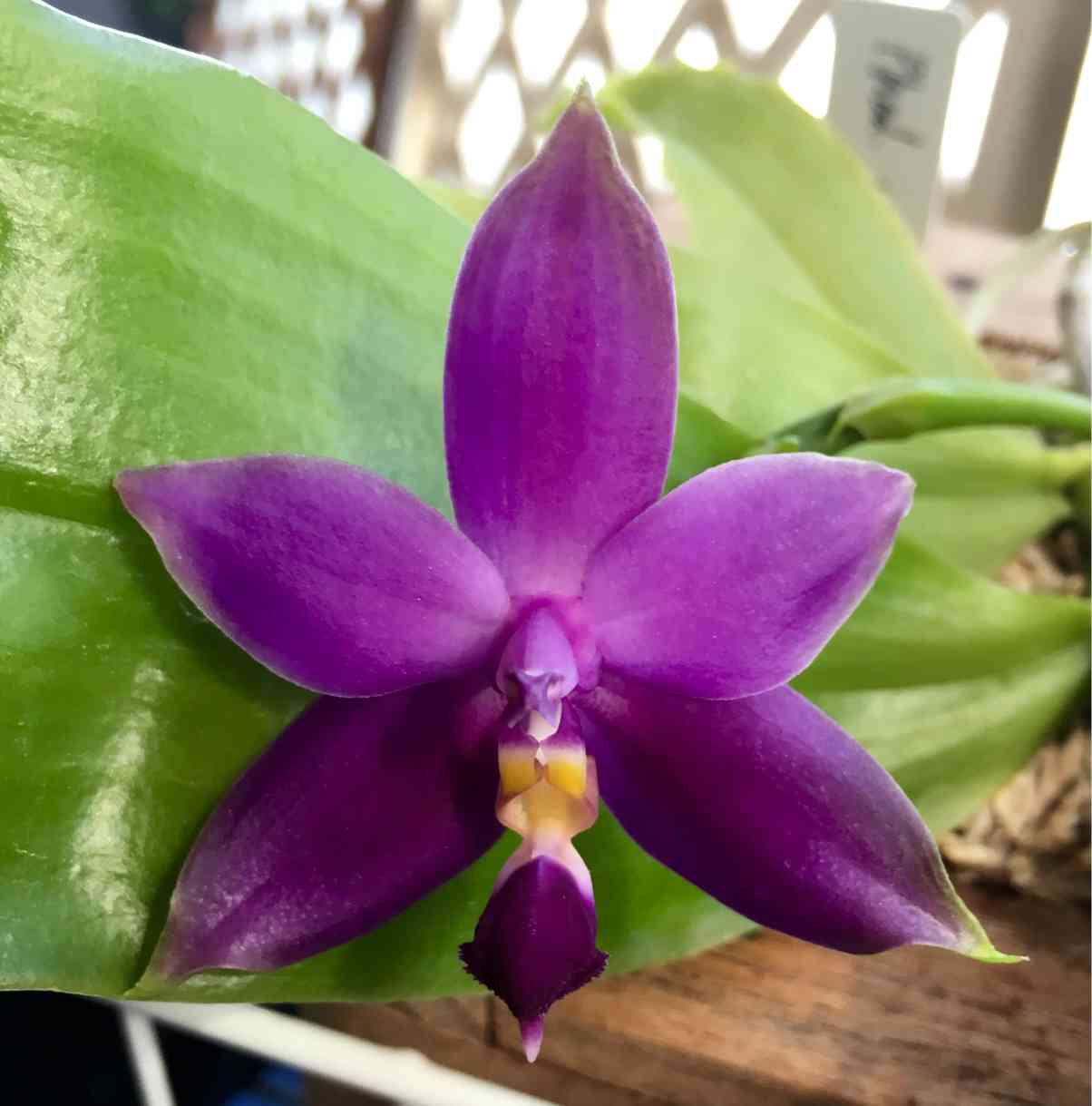 胡蝶蘭 ビオラセア インディゴ ブルーの一覧｜🍀GreenSnap