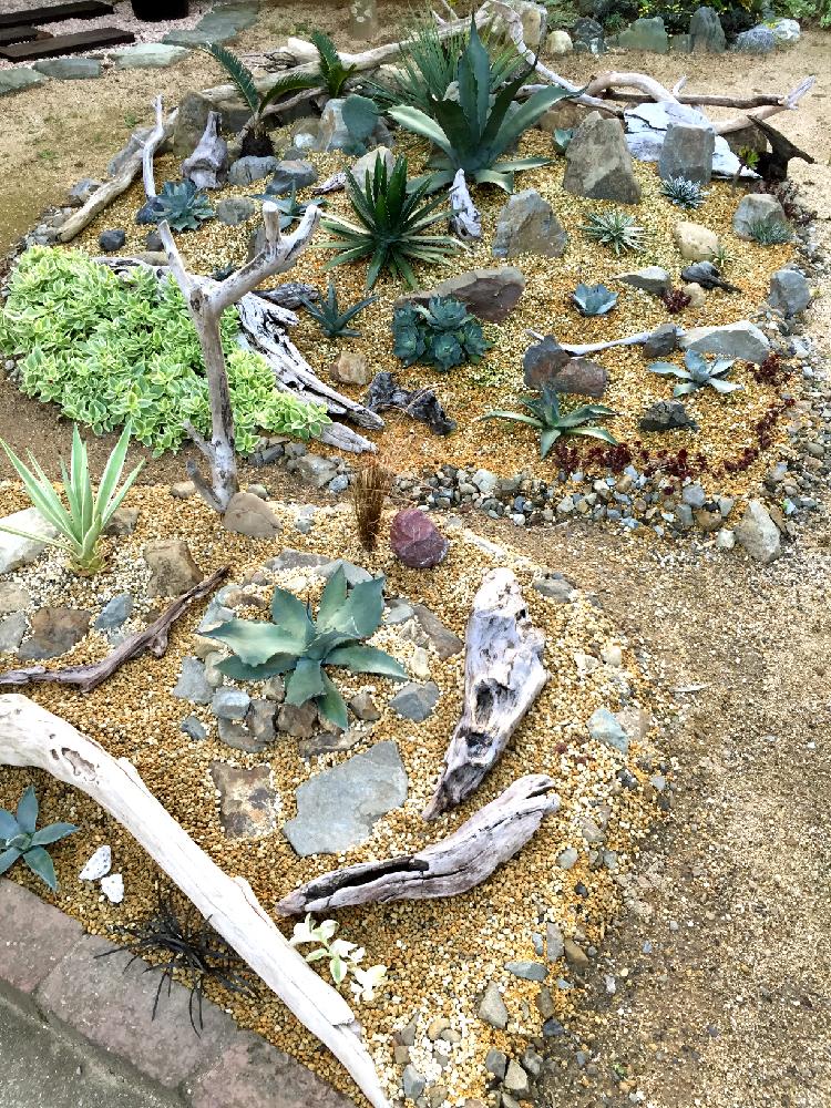 アガベ属の投稿画像 By Gswさん アガベロックとドライガーデン 16月11月22日 Greensnap グリーンスナップ