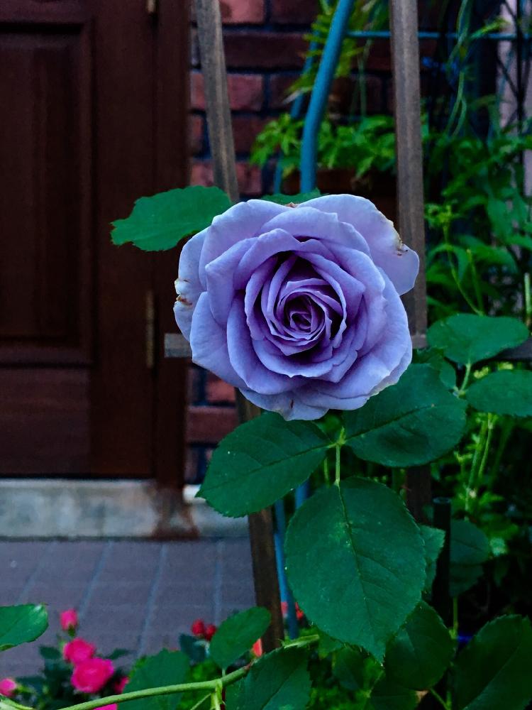ターンブルーの投稿画像 By Novemberjoeさん バラを楽しむと咲いた と今日の一枚とバラ 鉢植えとバラ ミニバラと薔薇の花と薔薇に魅せられてと薔薇 16月11月23日 Greensnap グリーンスナップ