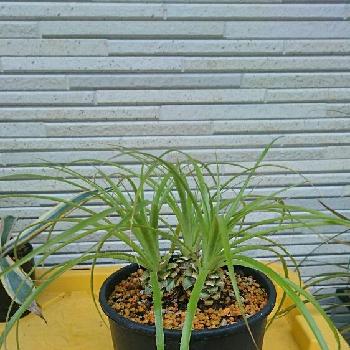 プヤの画像 by かいと力士さん | 小さな庭とプヤ ミラビリスとプヤと珍奇植物