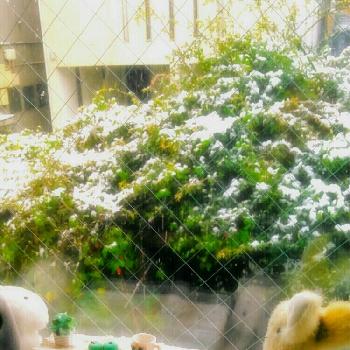 お気をつけての画像 by Kumachanさん | 窓辺とお気をつけてとどうしようと11月の雪