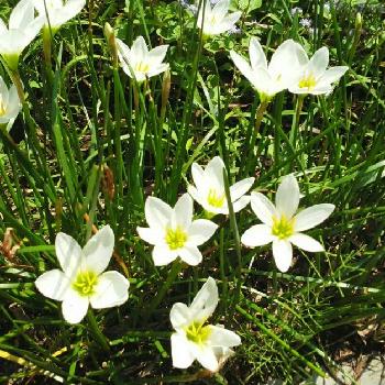 花壇の縁取りの投稿画像一覧 Greensnap グリーンスナップ