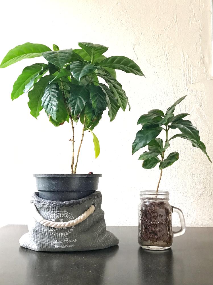 販売ポップ コーヒーの木 ハイドロカルチャー 観葉植物 6d3eac 大阪 店舗 Pn Batam Go Id