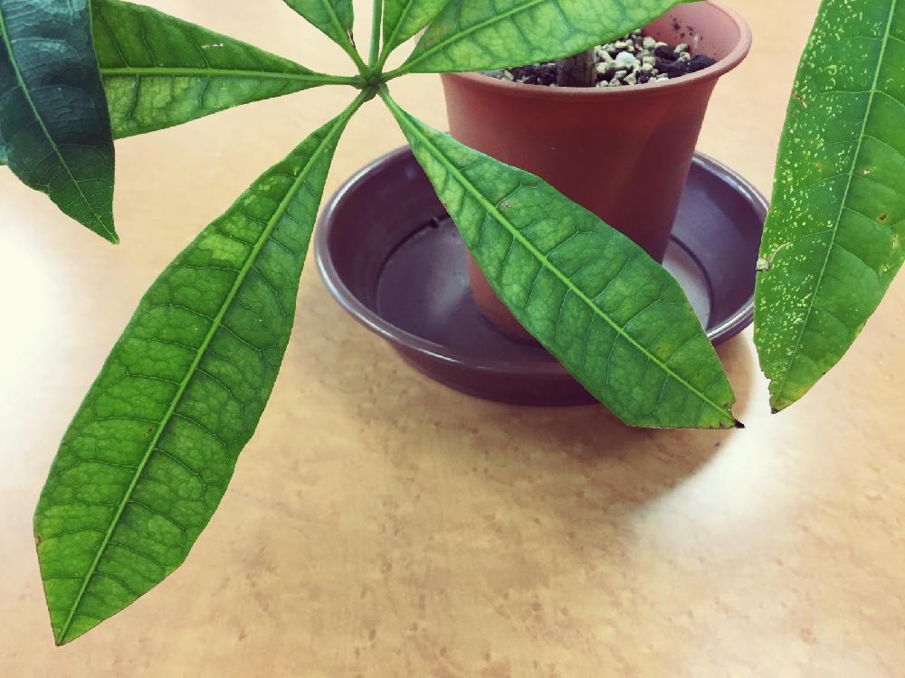 パキラの投稿画像 By Honeybeeさん 16月11月27日 Greensnap グリーンスナップ