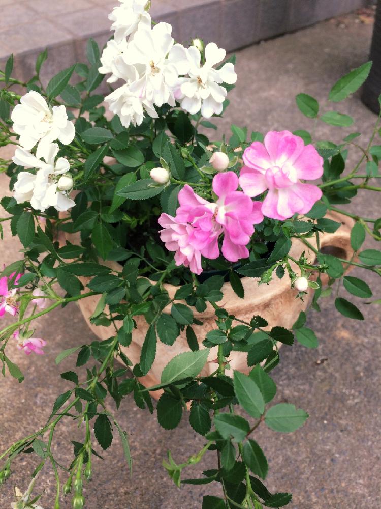 寄せ植えの投稿画像 By お花屋さんさん レンゲローズ 白と今日の一枚と今日のお花とシンプルとレンゲローズ ピンクと可愛い 16月11月28日 Greensnap グリーンスナップ 寄せ植えの投稿画像 By お花屋さんさん レンゲローズ 白と今日の一枚と今日のお花とシンプルとレンゲローズ ピンクと可愛い 16月11月28日 Greensnap グリーンスナップ