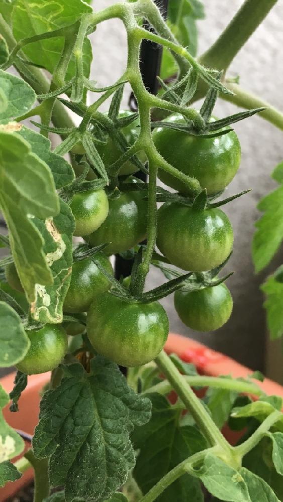 ミニトマトの投稿画像 By 花が好きさん ミニトマト とミニモニ倶楽部といっぱいなってると娘が育ててたものと食べられる植物のフォトコンテストとガーデニングとお花もいっぱい咲いてます と冬へ 16月11月28日 Greensnap グリーンスナップ