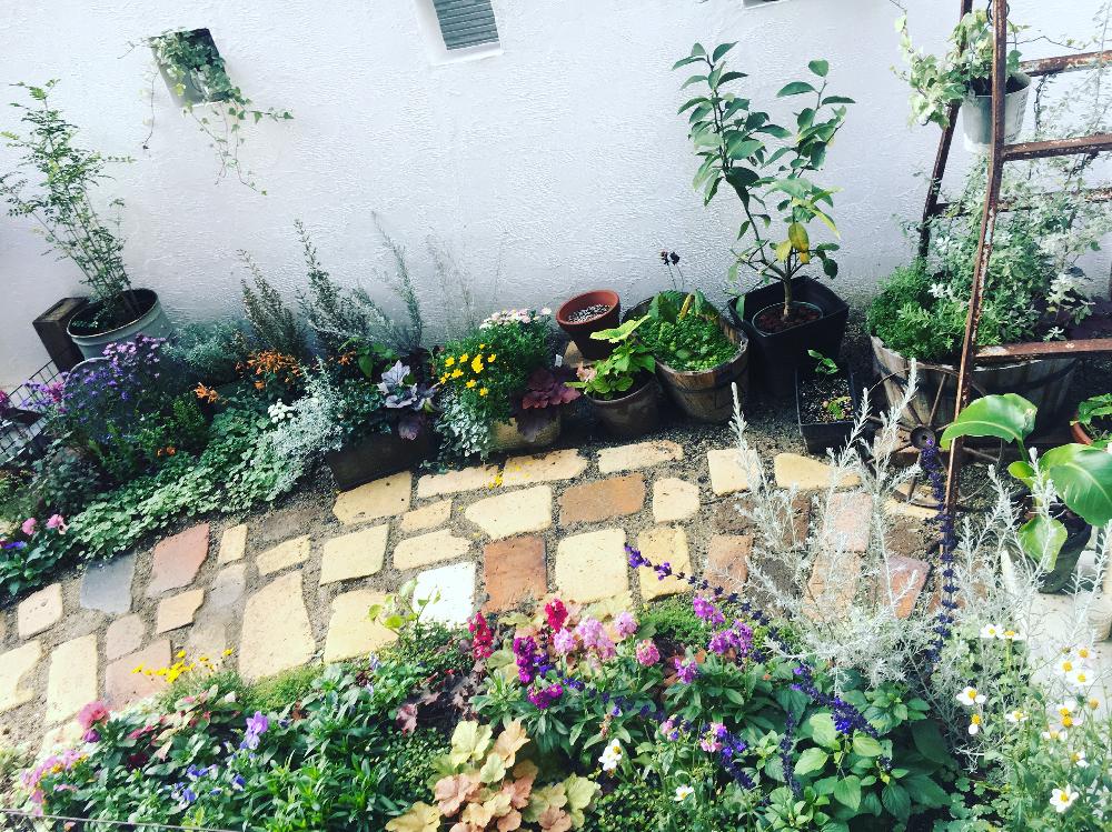 生命力の投稿画像 By Cocco0505さん 好きに囲まれてと植物か癒してくれると可愛いなと庭づくりと小さな庭でも気持ちは広い庭と植物増加症候群と ガーデニングとレンガの小道diyと朝の庭と自慢のmygardenコンテスト 16月11月29日 Greensnap グリーンスナップ