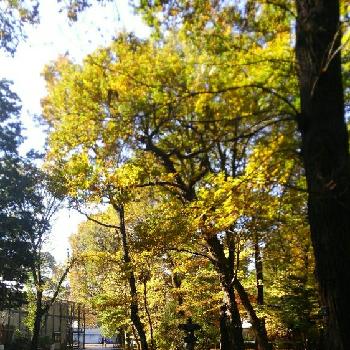 それぞれの秋の画像 by ＆Buyakunさん | お出かけ先と開園前の園内と自然大好きとそれぞれの秋と江戸東京建物園
