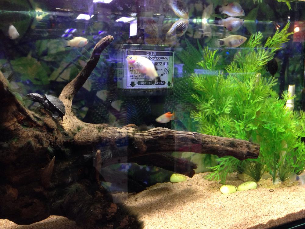 ミッキーマウスプラティーの投稿画像 By ハチクロさん 今日の一枚とミッキーマウスプラティlサイズとホームセンターとミシシッピニオイガメ 16月11月30日 Greensnap グリーンスナップ