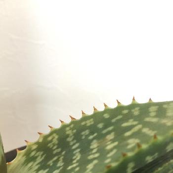 たま&らんの画像 by gsanさん | インテリアとピクタとアロエ科とたま&らんと可愛すぎてと植中毒と今日の一枚とトゲ