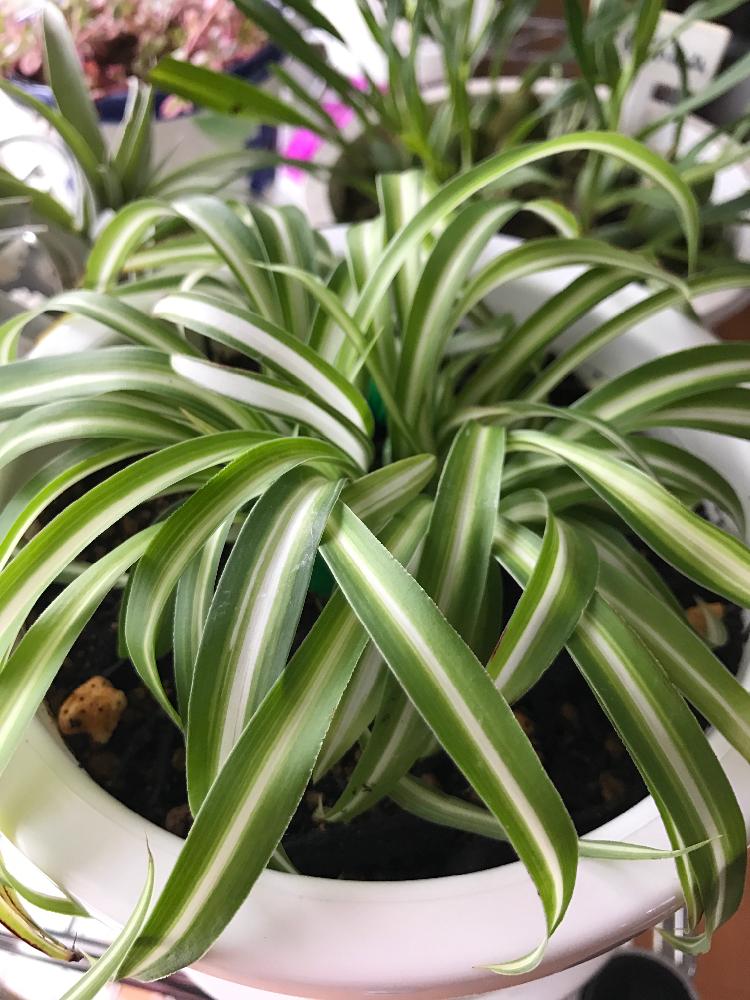 カールしてるオリヅルランの投稿画像 By 月見草さん 部屋 16月12月1日 Greensnap グリーンスナップ Greensnap グリーンスナップ