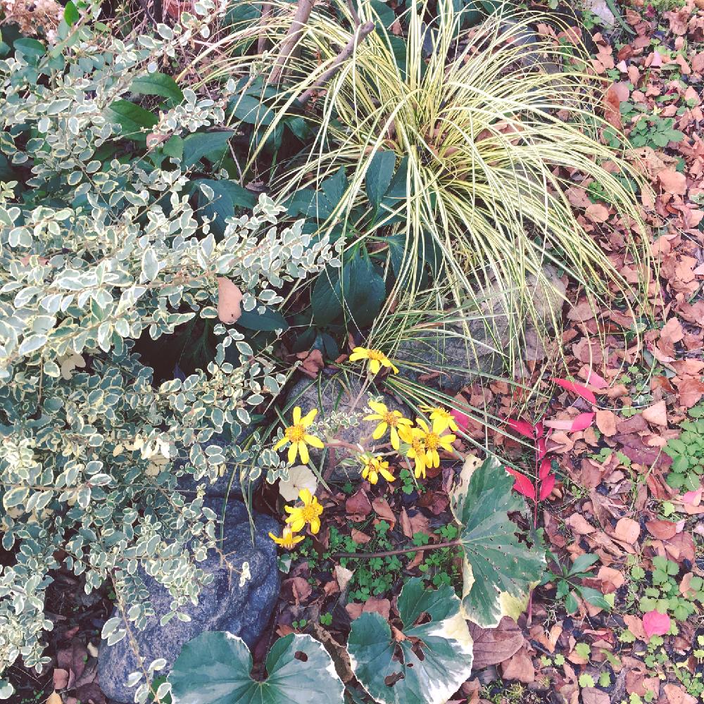 ツワブキの投稿画像 By Kotomouさん ベアグラスとシルバープリペットとカラーリーフと庭の様子と庭づくりと紅葉 こうよう とナチュラルスタイルと ガーデニングと自慢のmygardenコンテスト 16月12月1日 Greensnap グリーンスナップ