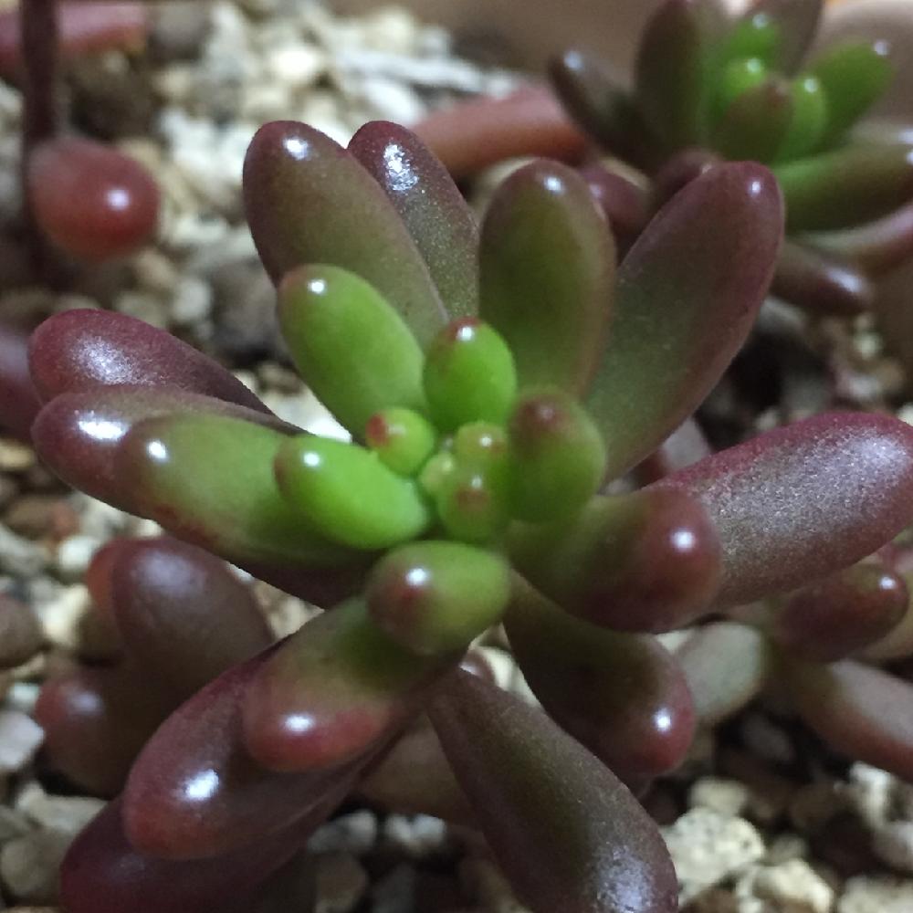 似てるの投稿画像 By こののさん 虹の玉と多肉植物 16月12月2日 Greensnap グリーンスナップ